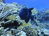 baliste vermicule - Pseudobalistes fuscus